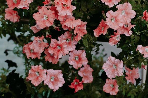 Pink petunia flowering plant