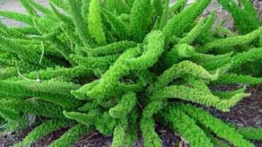 Ten Household Plants Dangerous to Dogs and Cats