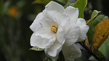 Are Gardenias Poisonous To Cats? Vet-Approved Risks & Facts