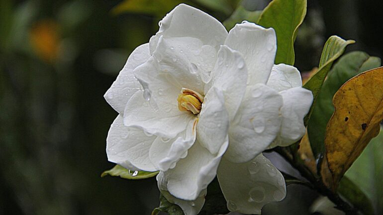 Are Gardenias Poisonous To Cats? Vet-Approved Risks & Facts