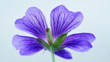 Are Geraniums Toxic to Cats? Keeping Your Cat Safe