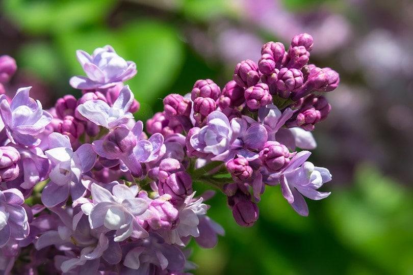Are Lilacs Poisonous to Cats? Vet Approved Facts to Keep Your Cat Safe