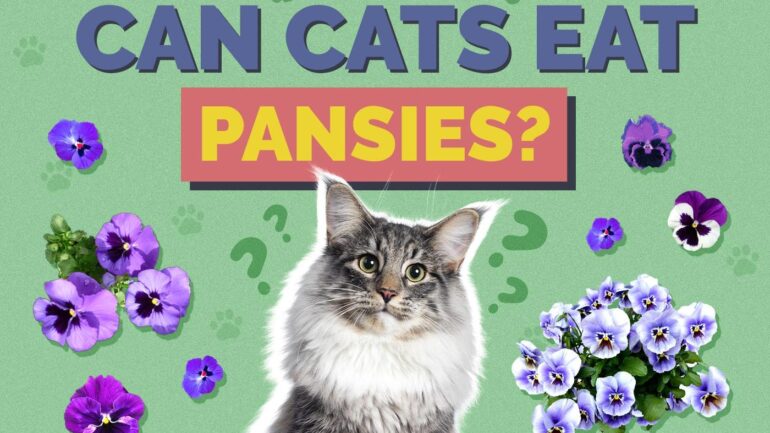 Can Cats Eat Pansies? Vet Reviewed Health & Safety Guide
