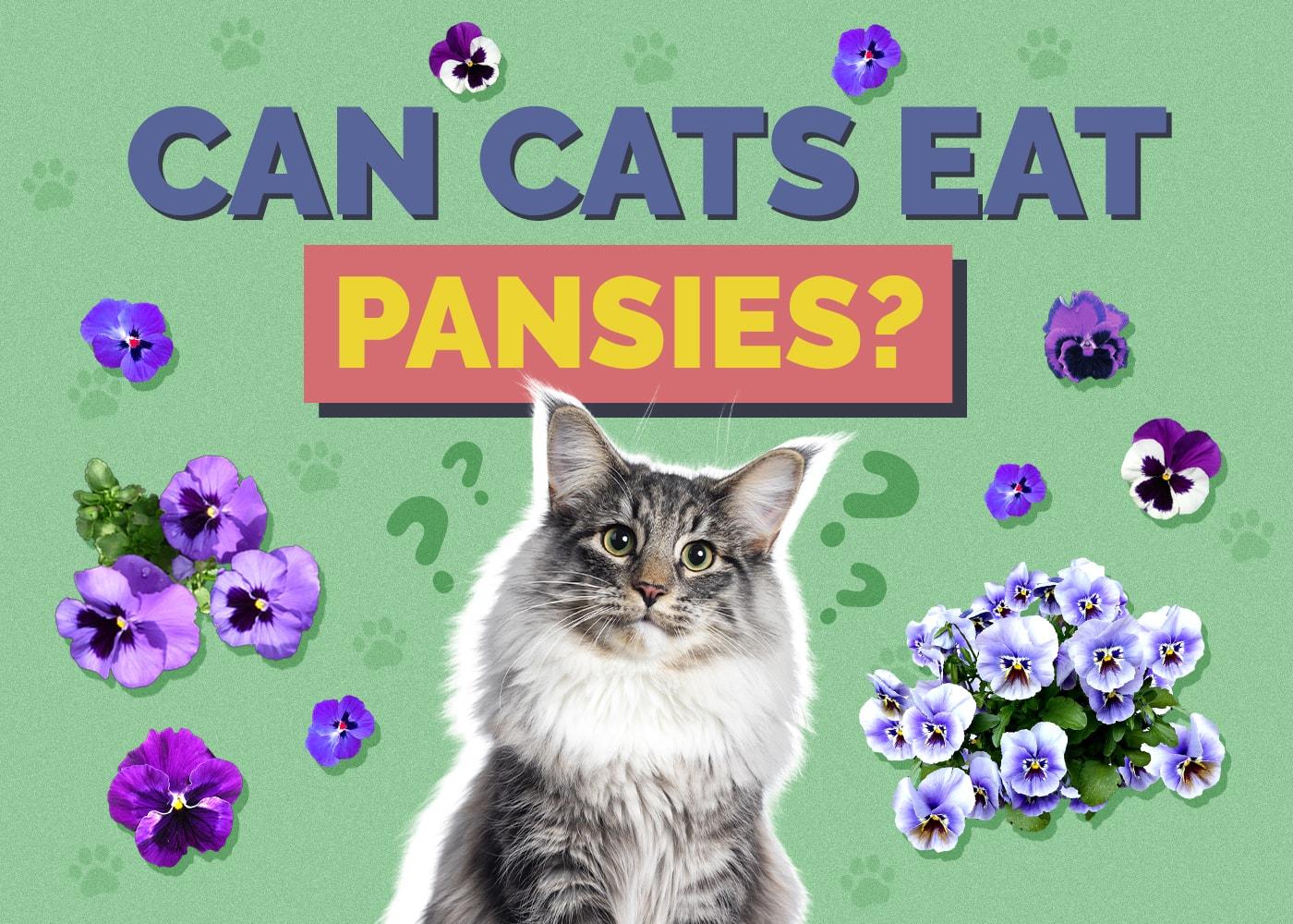 Can Cats Eat Pansies? Vet Reviewed Health & Safety Guide