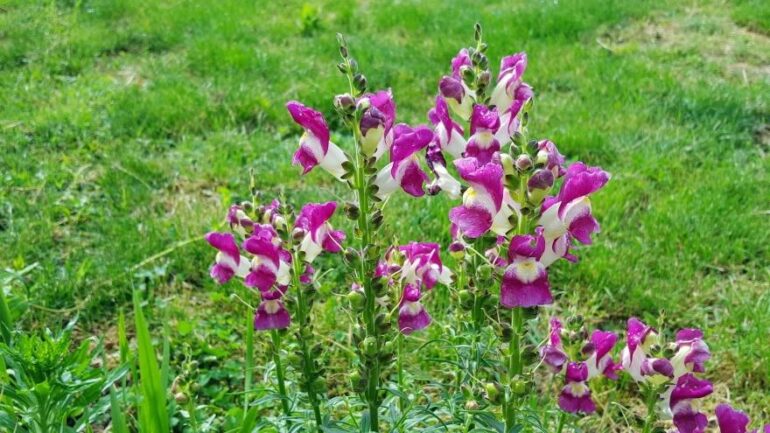 Are Snapdragons Poisonous to Cats? Vet-Reviewed Safety Facts