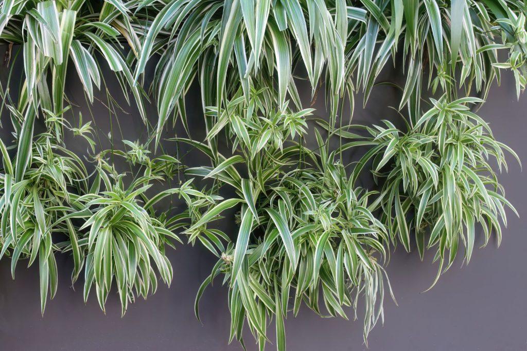 Spider plants with many offshoots