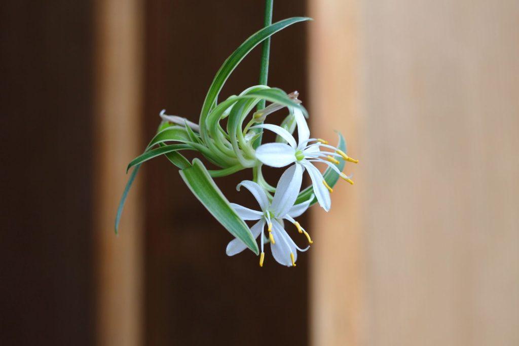 Spider plant baby with flowers