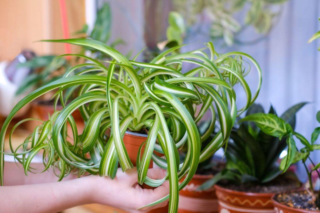 Person holding a spider plant