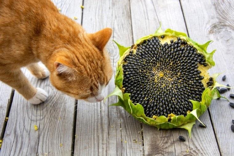 Are Sunflowers Toxic to Cats? What You Need to Know