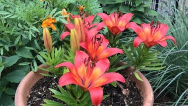 Growing Lilies in Containers