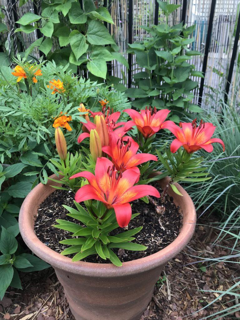 Growing Lilies in Containers