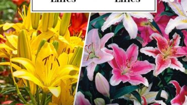 Difference between Asiatic and Oriental Lilies