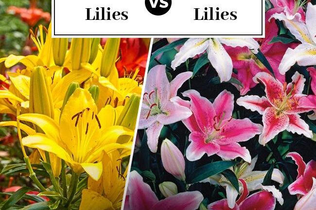 Difference between Asiatic and Oriental Lilies
