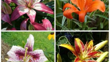 Asiatic and Oriental Lilies – What is the Difference?