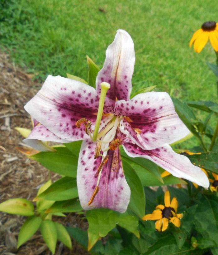 Pink spotted Oriental lily