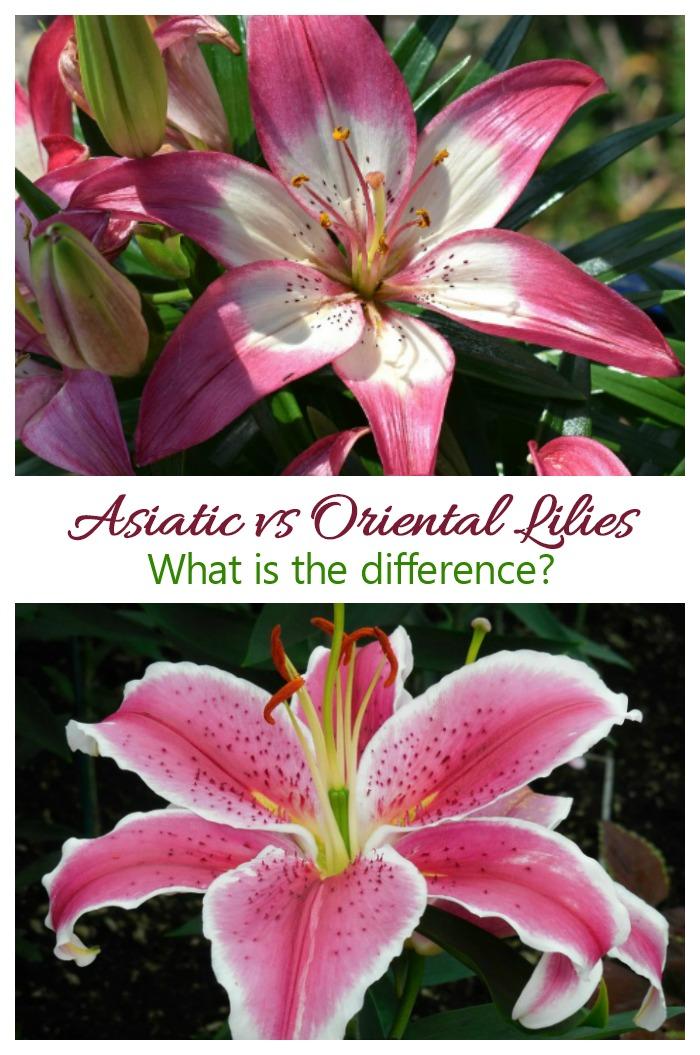 Asiatic and Oriental Lilies look similar but actually have quite a few differences