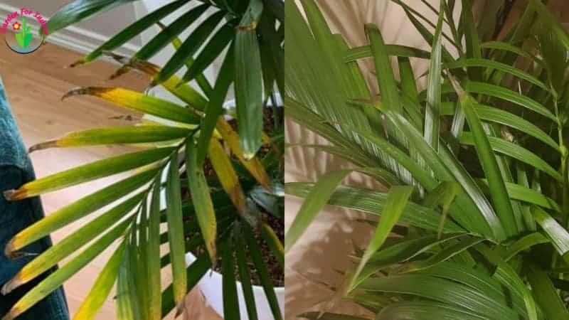 Indoor cat palm leaves have brown tips.