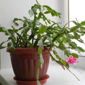 Common Christmas Cactus Problems And The Solutions