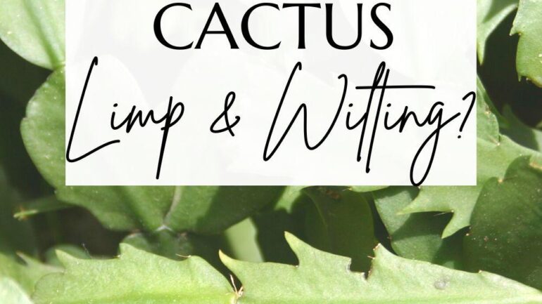 How to revive a limp Christmas cactus
