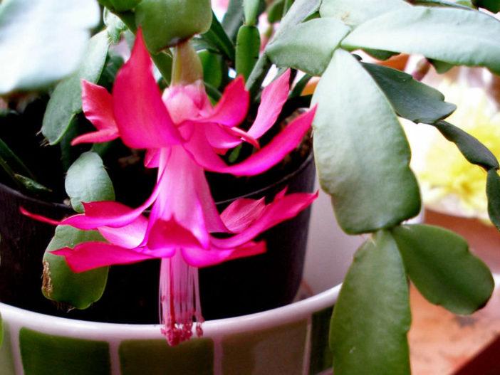 Why Do Christmas Cactus Leaves Turn Red?