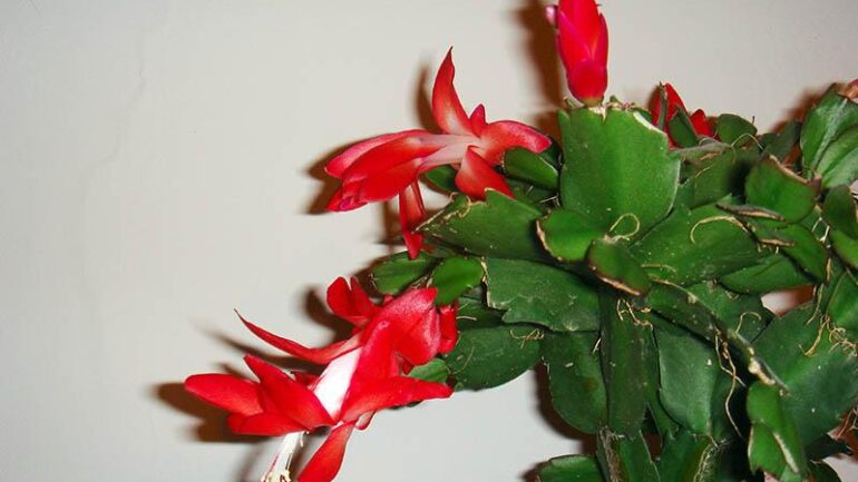 Why Do I See Hair-Like Roots on My Christmas Cactus?