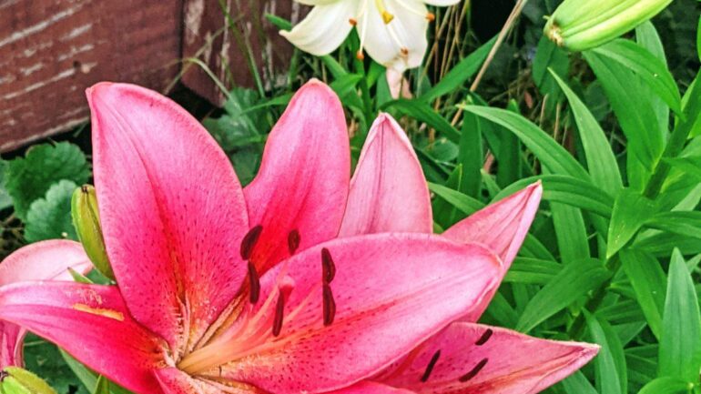 Do Lilies Spread? (Multiplying Asiatic, Trumpet, & Oriental Lily)