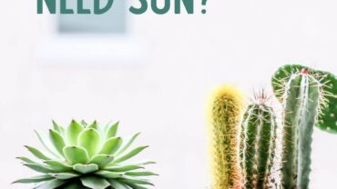 Do Succulents Need Sun?