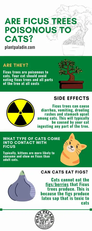 Are ficus trees poisonous to cats - infographic