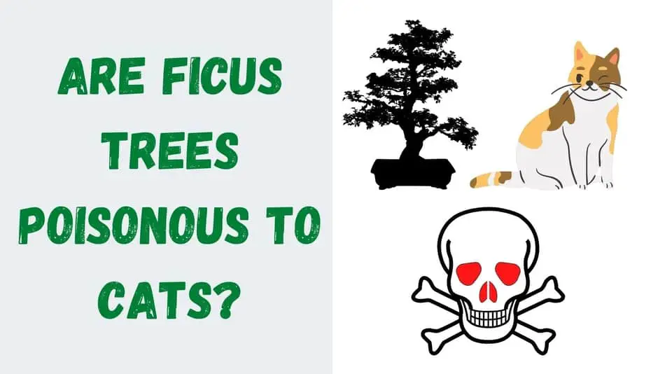 Are ficus trees poisonous to cats