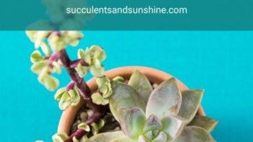 How to Care for Succulents Indoors