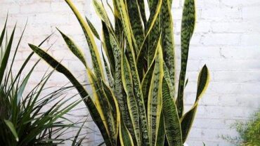 Healthy vs. Unhealthy Snake Plant (Big Differences)