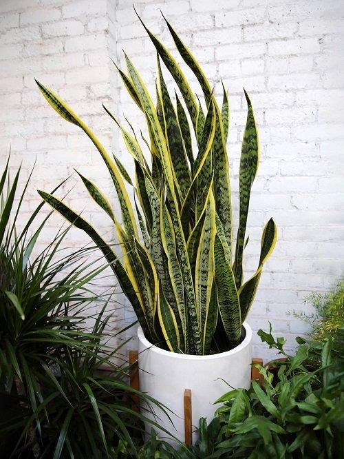 Healthy vs. Unhealthy Snake Plant (Big Differences)