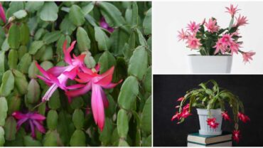 Holiday Cactus Types – Christmas, Thanksgiving, Easter Cactus