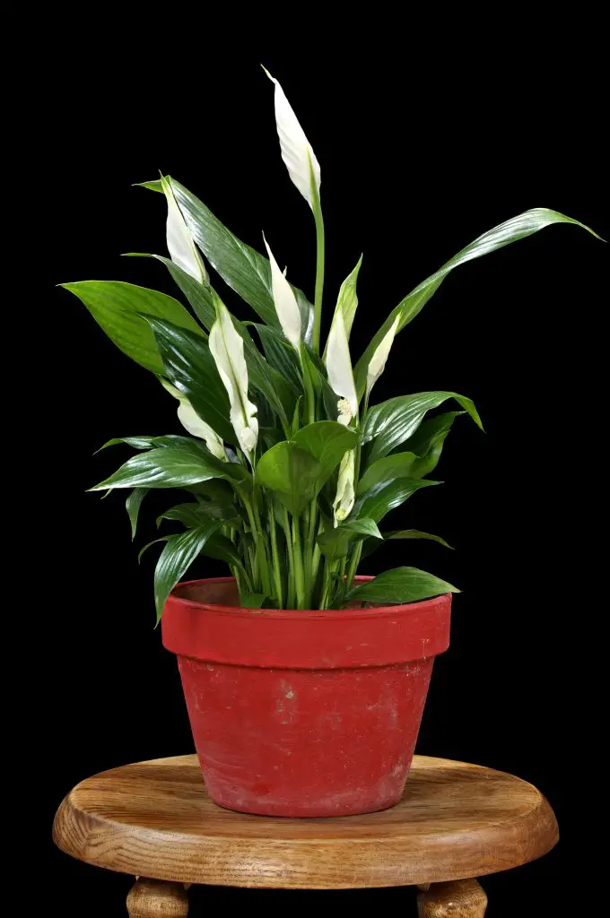 How Long Do Peace Lily Flowers Last (5 Tips For Longevity)