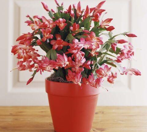 How to make Christmas Cactus bloom several times a year