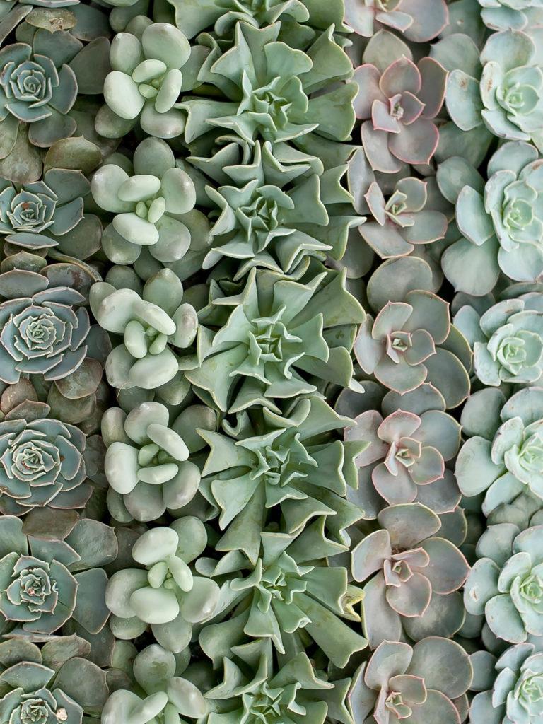 5 care tips for your succulents