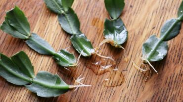 3 Quick Ways to Grow Christmas Cactus From Cuttings