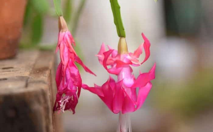 Should you Prune Your Christmas Cactus?