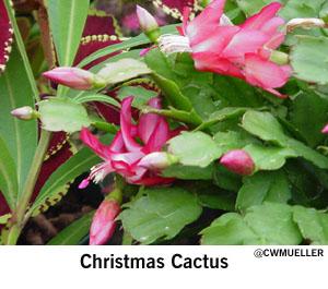 Confusion about the Christmas Cactus-They aren’t from the desert