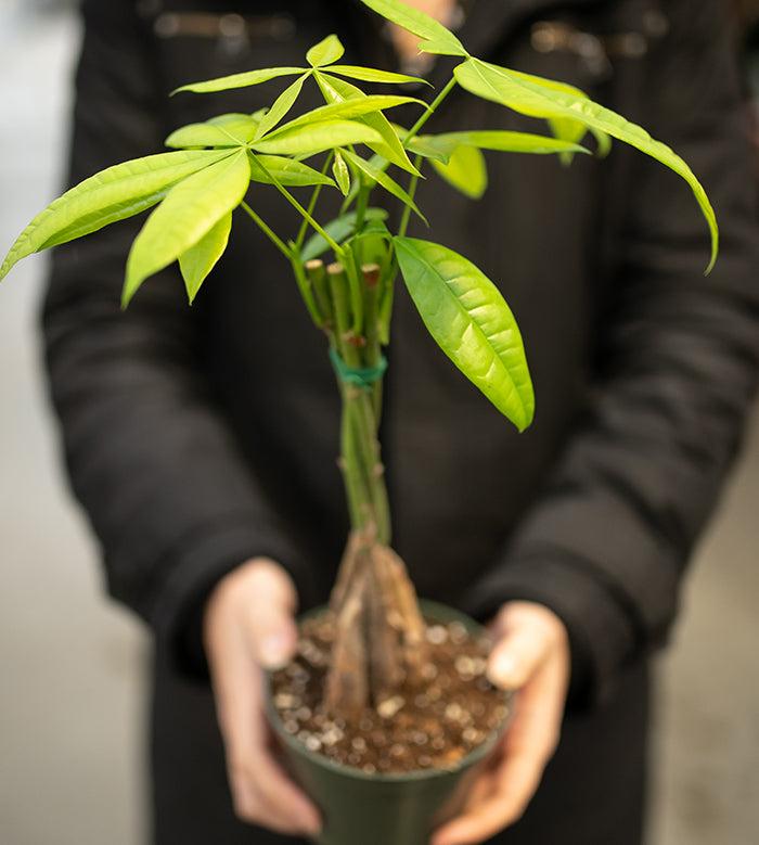 Learn how to care for your Money Tree plant in your home or office with our easy care guide!