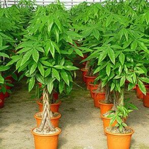 Money Tree Plant: Growing Healthy Pachira Aquatica