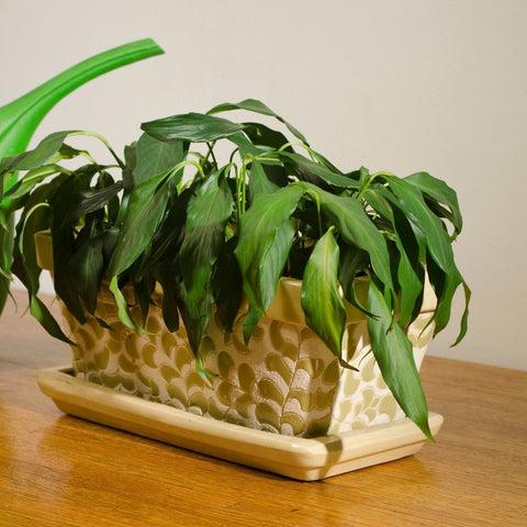 Reviving Overwatered Peace Lily