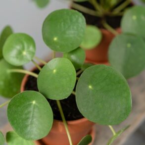 Pilea peperomioides care: The best light, water, and food for a Chinese money plant