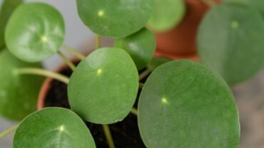 Pilea peperomioides care: The best light, water, and food for a Chinese money plant