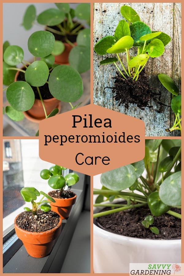 Pilea peperomioides care tips and advice
