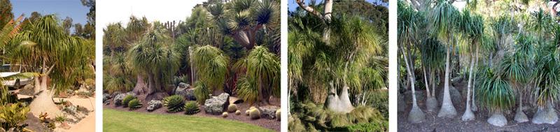 Bloom sequence of a potted ponytail palm.