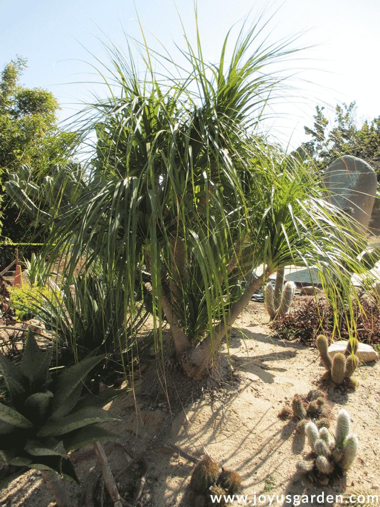 a large specimen ponytail palm beaucarnea recurvata grows in a desert garden