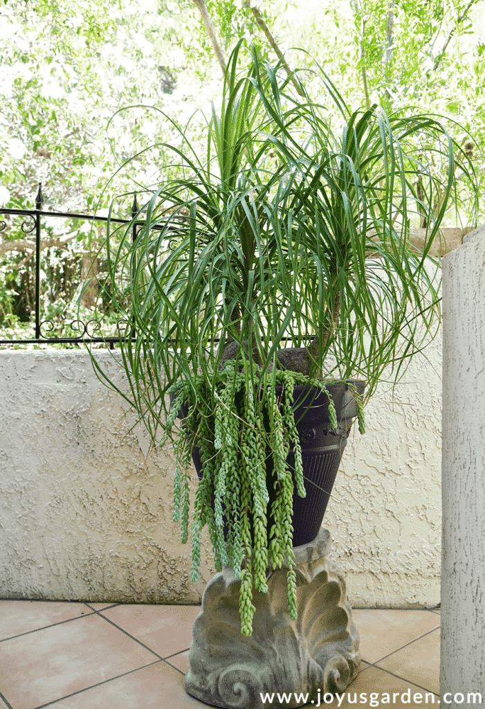 a large 3 trunked ponytail palm grows outdoors in a pot underplanted with burros tail succulents
