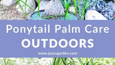 Ponytail Palm Care Outdoors: Answering  Questions