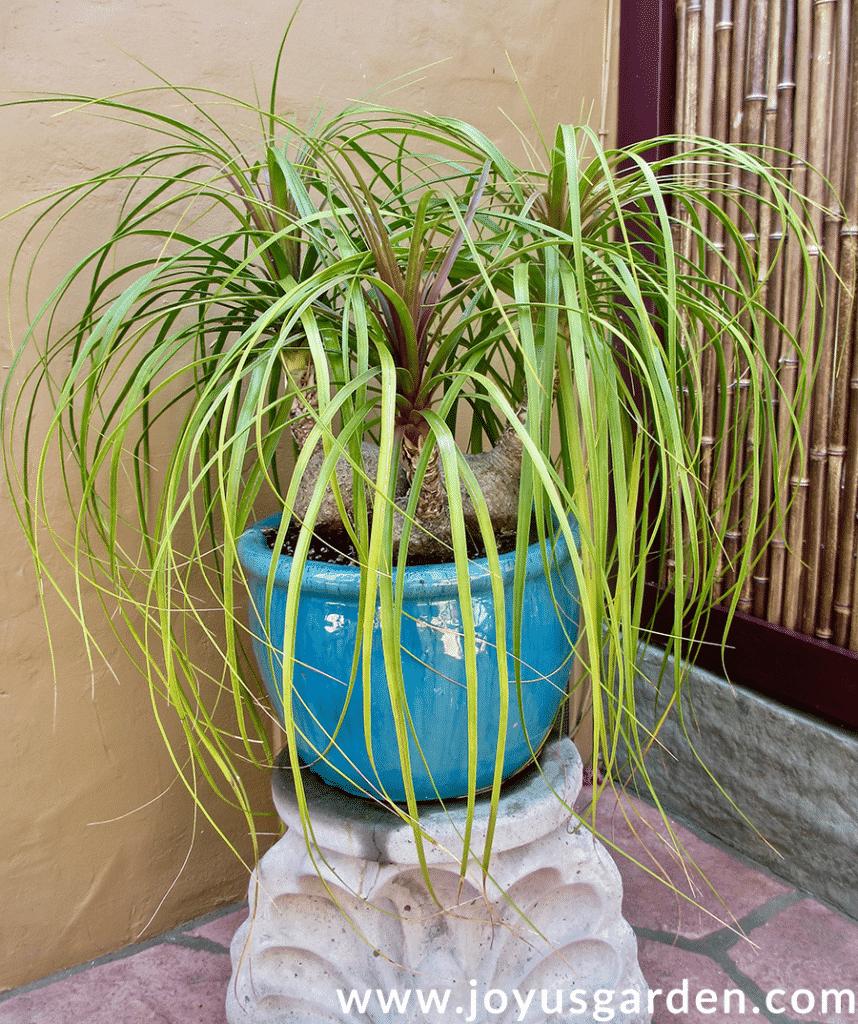 a 3 trunked ponytail palm grows outdoors in a glossy blue pot sitting on a grey pedestal